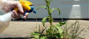 Does Bleach Kill Weeds? The Science and Art of Killing Weeds with Bleach