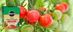 Best Fertilizer For Tomatoes: 10 Brands To Use On Your Tomato Garden