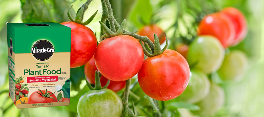 Best Fertilizer For Tomatoes